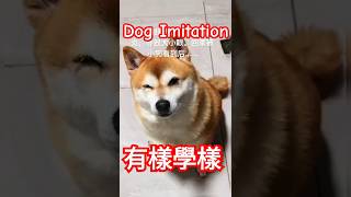 Dog Imitation 有樣學樣 #笑死方休 #funny  #shorts