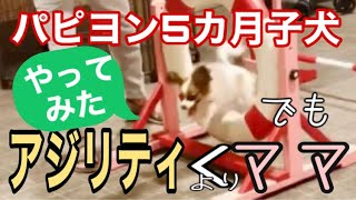 お台場 ドッグラン 生後5ヶ月 パピヨン子犬 アジリティの練習をしてみました😊