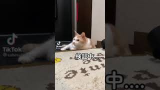 この音に猫様は反応するらしい？‼️