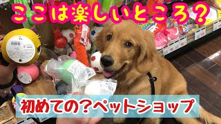 自宅はペットショップ！でも、初めてペットショップに行ってみた【ゴールデンレトリバー子犬】