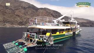 Guadalupe Island Trip Report HD