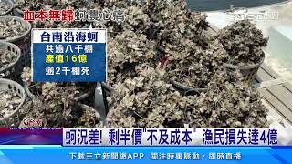 蚵仔大量死亡！ 台南沿海蚵農損失逾4億｜三立新聞網 SETN.com