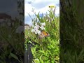 watch a caterpillar turn into a butterfly the dodo