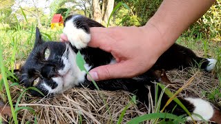 バットマンみたいな猫がコテンと寝転がって無防備にモフられる