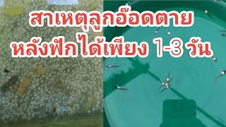 ทำไมลูกอ๊อดตายช่วง 1-3 วันแรกหลังฟักเป็นตัว#สาเหตุลูกอ๊อดตาย#วิธีเพาะพันธุ์กบep10/64