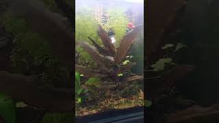 Lepistesfish #dracena #aquarium #bitki #fish #bitkiler #fishtank #çiçek #nature