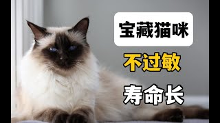 宝藏猫咪又来了，不过敏，还寿命长【萌宠指南】