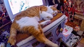 CAT CAFE IN TOKYO // TRAVEL DIARY