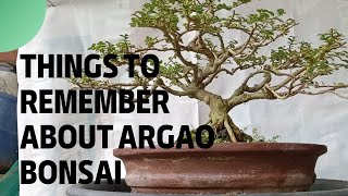 Things to remember about argao taiwan bonsai,