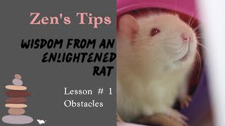 Zen's Tips: wisdom from an enlightened rat. Lesson One: Obstacles