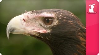 Bindi \u0026 Robert Irwin feature - Wedge Tailed Eagle (Amelio)- Growing Up Wild.