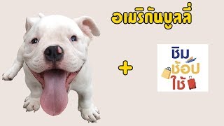 อเมริกันบูลลี่ กะทิง่วงมาก กับการลงทะเบียนชิมช๊อปใช้เวลาตี 2.30 น. [AmericanBully]