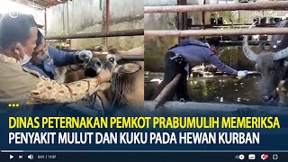 Pemeriksaan Hewan Kurban Terkait Penyakit Mulut dan Kuku Hewan