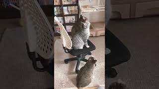 猫じゃらしをセルフで遊ぶ。