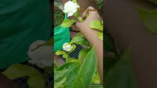 ரோஜா மல்லி பூ அடுக்கு மல்லி பூ வளர்ப்பு , பராமரிப்பு ரோஸ் Jasmine plant care and tips #rubagarden