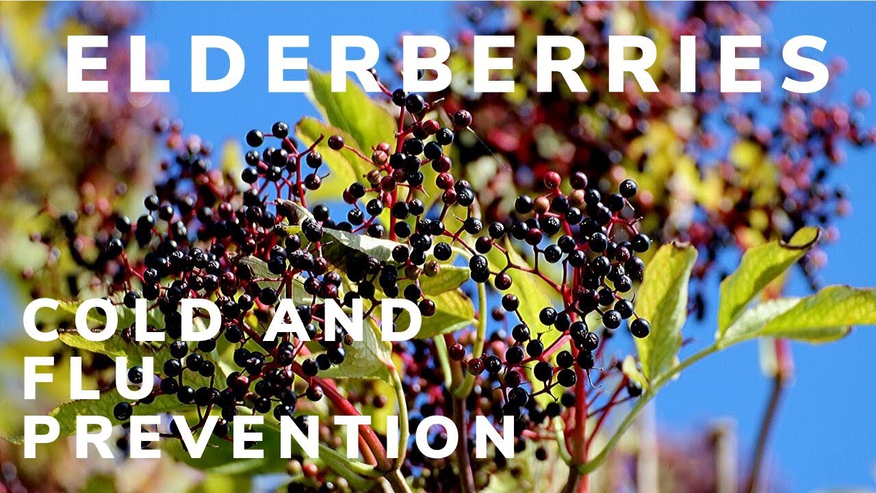 Why I Take Elderberries For Colds And Flu - YouTube