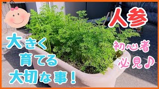 間引きのコツ！植え付け1〜2ヵ月後の追肥と害虫対策【人参の育て方】※途中で虫の映像が出てきます。プランター家庭菜園