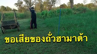 ช่วงนี้ผิดหวังกับถั่วฮามาต้ามาก|Im Channel