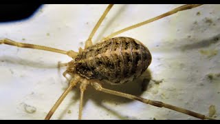 Opilio saxatilis   Greece by Theo