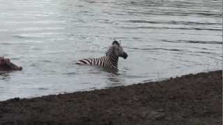 Crocodile vs zebra, amazing encounter