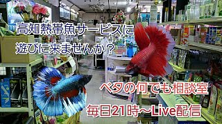 2023年6月20日ベタの何でも相談室