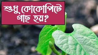 মাটি ছাড়া শুধুমাত্র কোকোপিটে গাছ করা কি সম্ভব? | Can Plants Be Grown Using Only Cocopeat?