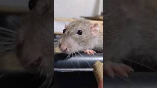 #rat #rats #cute #cuteanimals #pet #pets #rodent #rodents #mammals