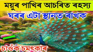 ময়ুৰ পাখি ঘৰত ৰখা শুভ নে অশুভ? ২টা ময়ুৰ পাখি এনেদৰে ৰাখক, টকাৰ বৰষুণ হ'ব | vastu tips Assamese