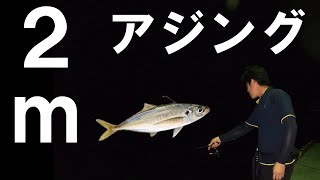 アジング初心者必見！足元のアジの釣り方！