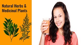 9 Most Powerful Natural Herbs and Medicinal Plants for Holistic Health