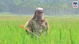 Sheet bite disease affect paddy cultivation in Mananthavady and Vellamunda