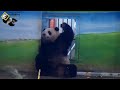 20190310 圓仔背對保育員抓癢癢 the giant panda yuan zai