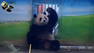 20190310 圓仔背對保育員抓癢癢 The Giant Panda Yuan Zai