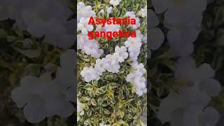 Asystasia gangetica is a species of plant in the family Acanthaceae || #shorts