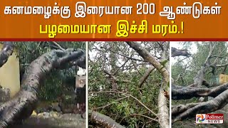 கனமழைக்கு இரையான  200 ஆண்டுகள் பழமையான இச்சி மரம்.!