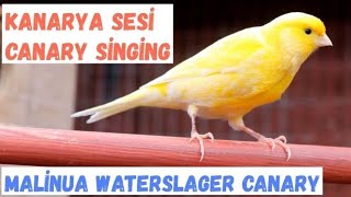 Kanarya Sesi Ve Ötüşü Malinua  | Malinois Canary | Waterslager Canary Singing |1 Saat