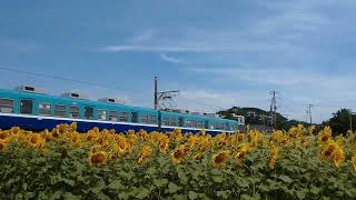 ひまわり🌻と電車🚃