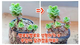 군생 키우다보면 목대 성형이 필요할 때가 있지요? 옐로우멜로우 늘어진 가지 간단하게 다시 잡아주었어요 ㅎ