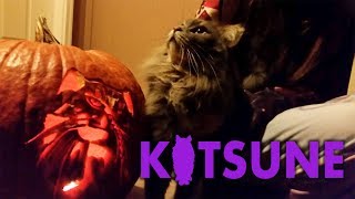 Carving a cat pumpkin
