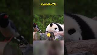 小鸟看到贤贤崽睡得这么香都不好意思打扰了 #panda #pandafushun #cute #adorablepanda #animals #cutepanda #pandalove