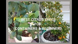 Best Citrus Tree to grow in a Container/ That Require Little Care / Ideal for Beginners