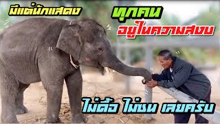 คุณตามา❗️ บัวบานถึงกับสั่น😆 ทุกคนอยู่ในความสงบ🙂มีแต่นักแสดงเก่ง😋 elephant