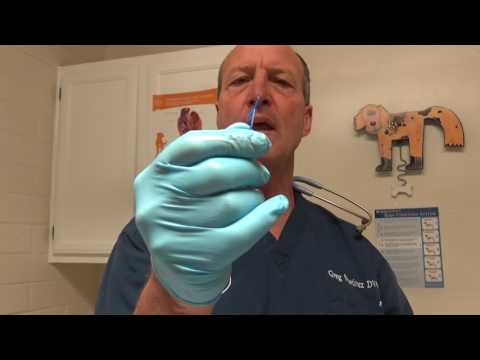 Toy Stuck in a Puppies Rectum Toy Stuck in a Puppies Rectum