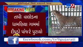 Tapi: Villagers take sigh of relief after leopard roaming in residential area, trapped- Tv9