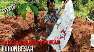 Cara Mudah Memindahkan Pohon Besar