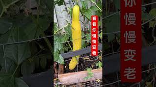 老了才变黄 #cucumber