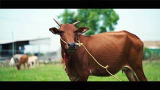 Original \u0026 Fresh A2 Native Cow Milk From NATTU MATTU PAL In Pondicherry \u0026 Cuddalore.