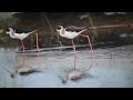 birds in action chupi purbasthali