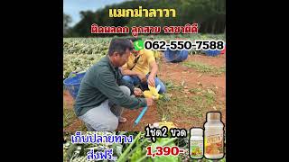 เคล็ดลับปลูกสับปะรดให้ดก ลูกสวย ไร้เพลี้ยเเมลง เกรดA++ #farming