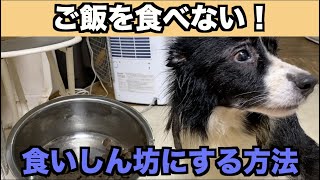 犬がご飯を食べない！どうしよう？